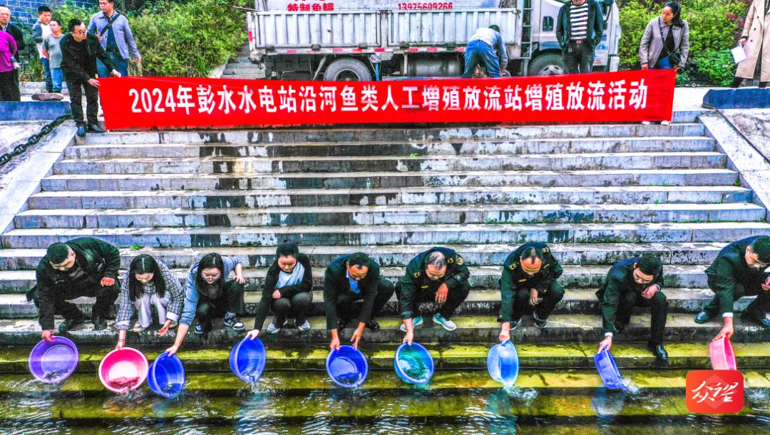 乌江彭水水电站开展人工增殖放流活动，珍稀濒危鱼类有救了  第1张