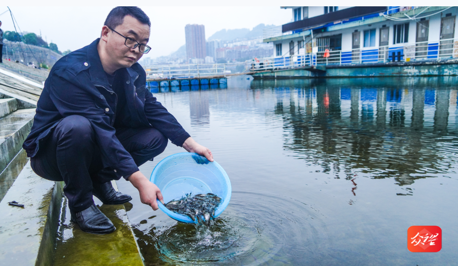 乌江彭水水电站开展人工增殖放流活动，珍稀濒危鱼类有救了  第3张