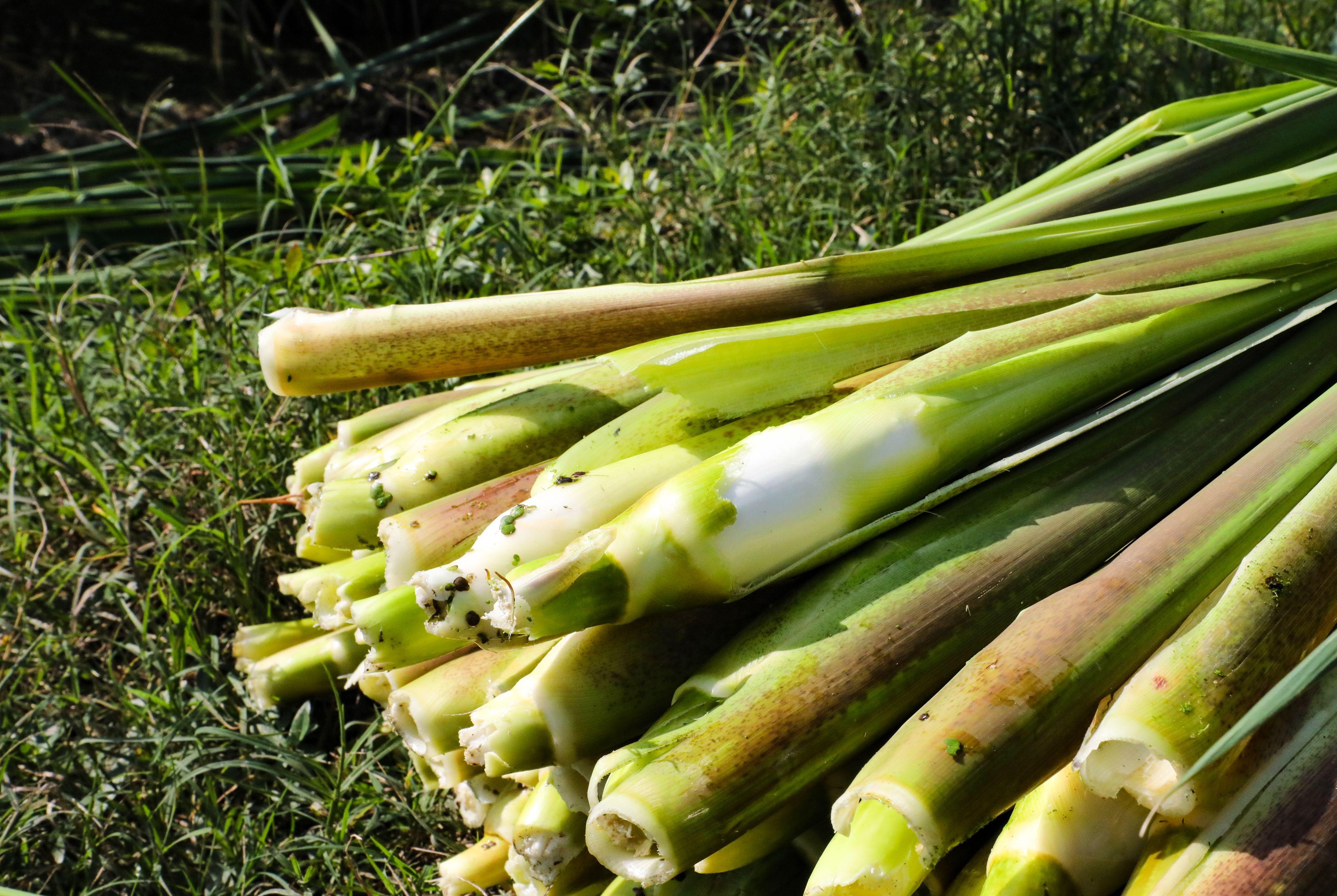 你知道吗？水八仙中的冬茭、冬藕竟同时在这个地方上市了  第2张