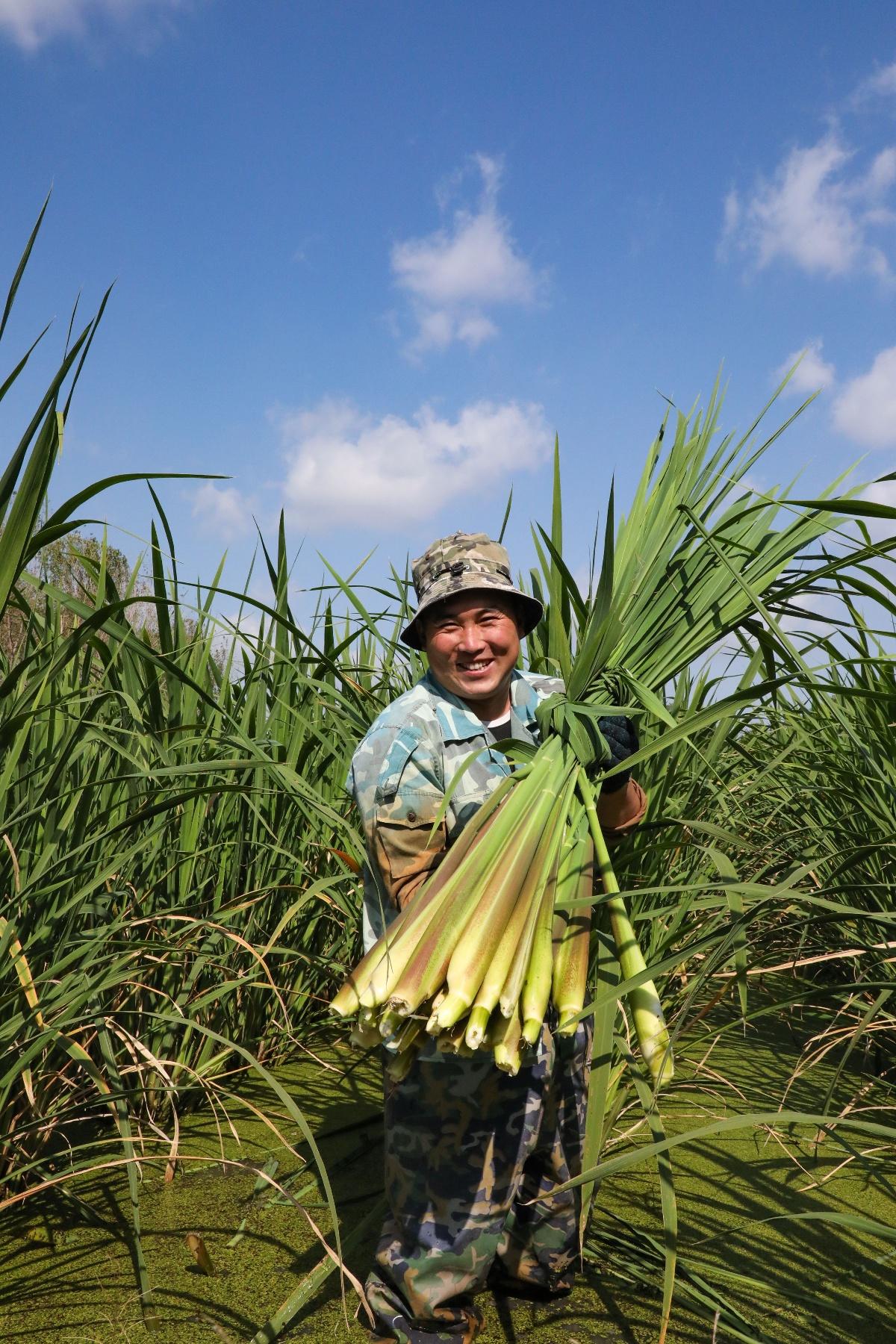 你知道吗？水八仙中的冬茭、冬藕竟同时在这个地方上市了  第3张