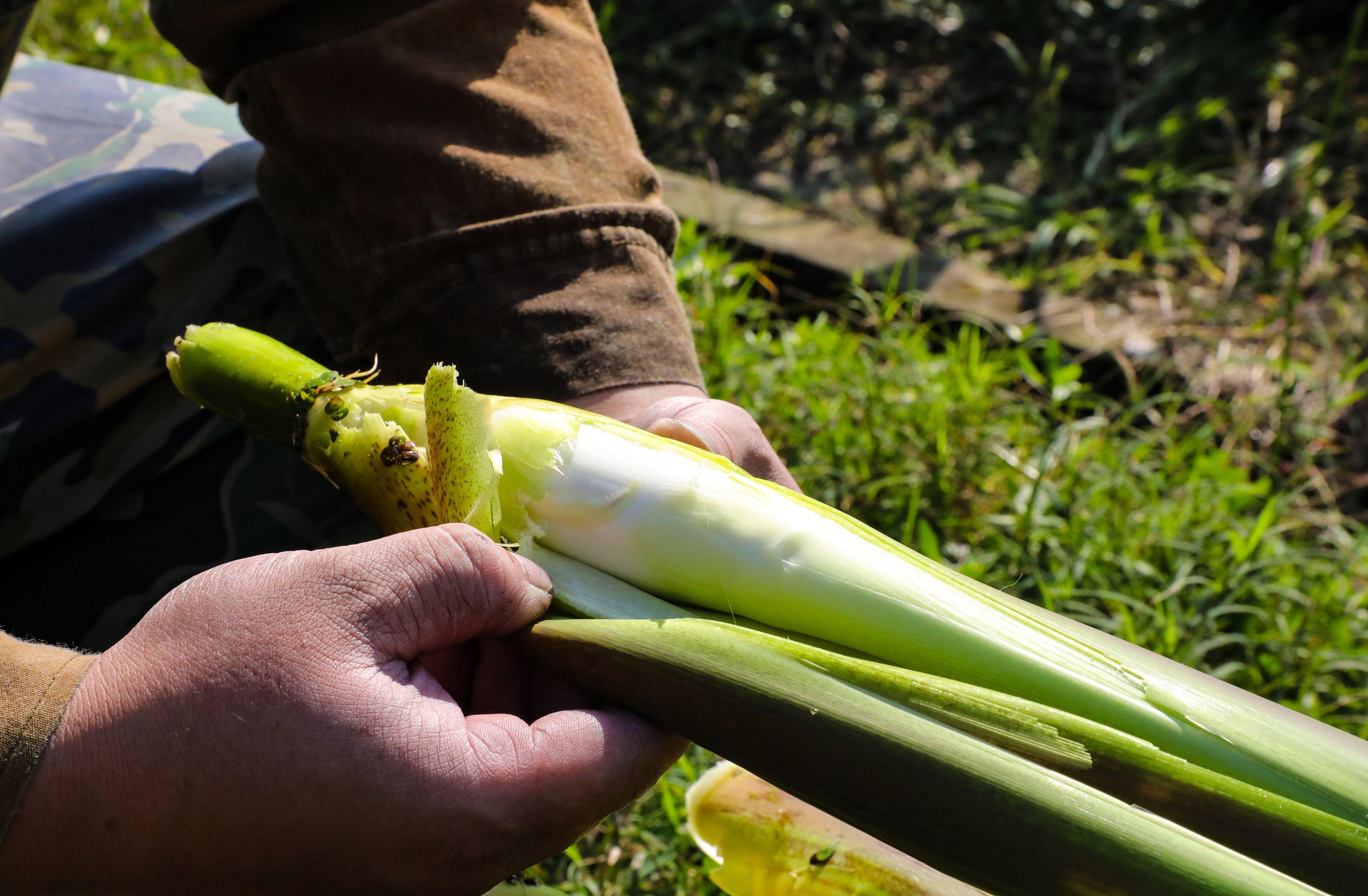 你知道吗？水八仙中的冬茭、冬藕竟同时在这个地方上市了  第4张