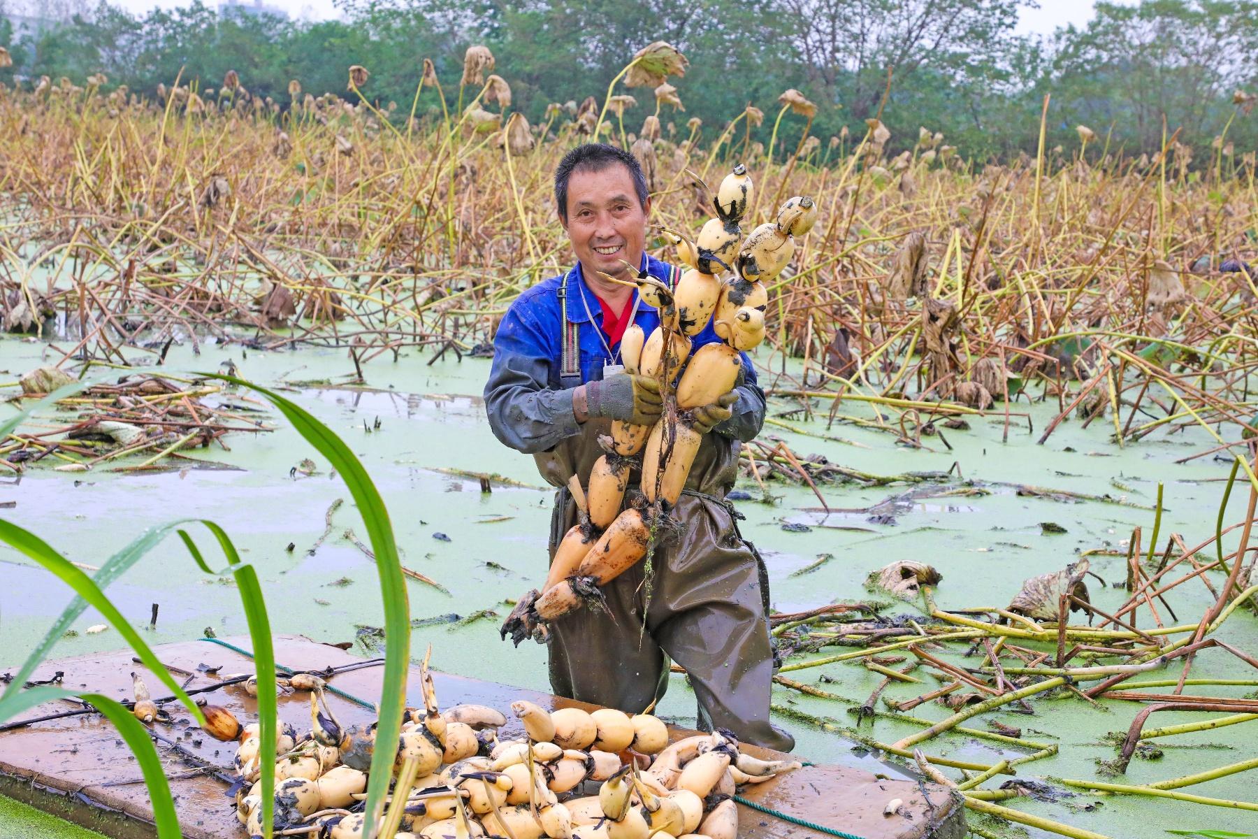 你知道吗？水八仙中的冬茭、冬藕竟同时在这个地方上市了  第5张