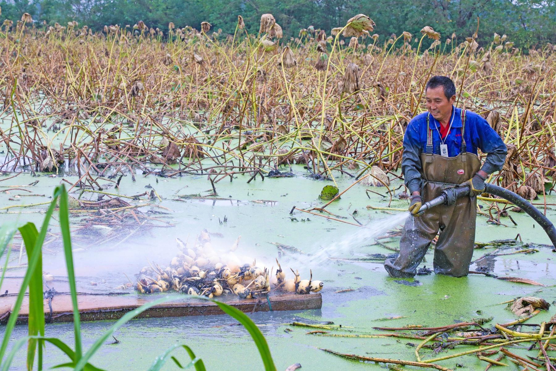 你知道吗？水八仙中的冬茭、冬藕竟同时在这个地方上市了  第6张