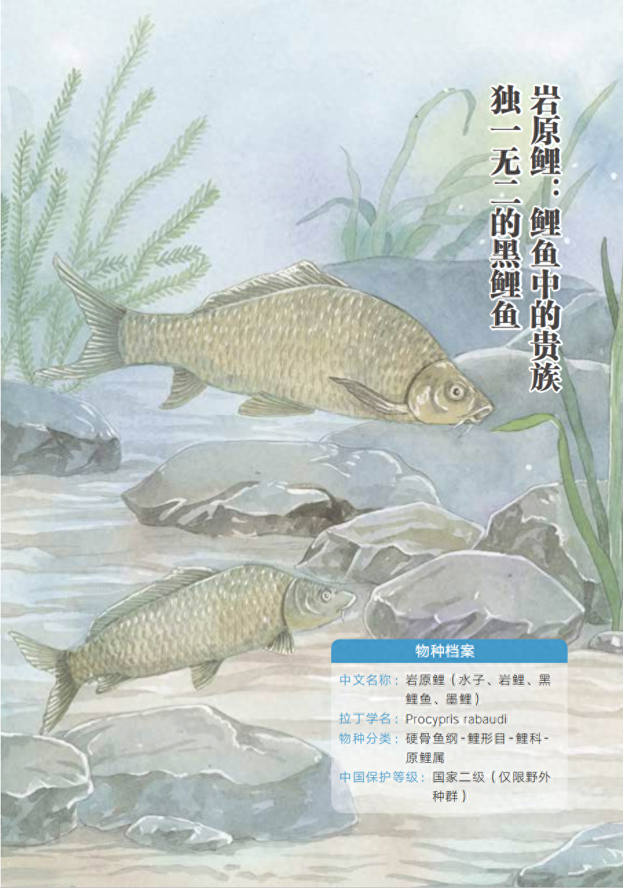 长江上游的独特鱼类——岩原鲤，面临诸多生存挑战，它的未来在哪里？  第1张