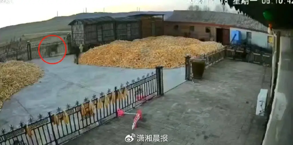 突发！黑龙江一村庄惊现老虎，村民被咬伤，警方已到现场  第2张