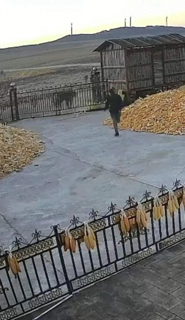 黑龙江一农户家中监控拍下野生东北虎进村，村民被袭击咬伤有截肢风险  第1张