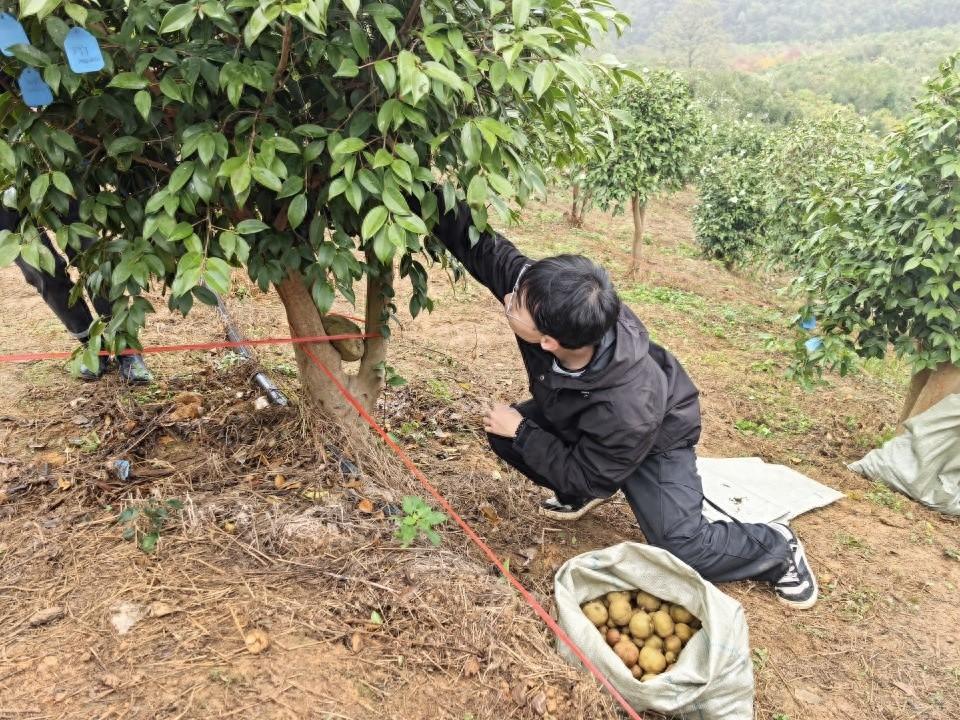 11 月 18 日，油茶新品种德油 2 号测产，平均亩产鲜果 731.12 公斤