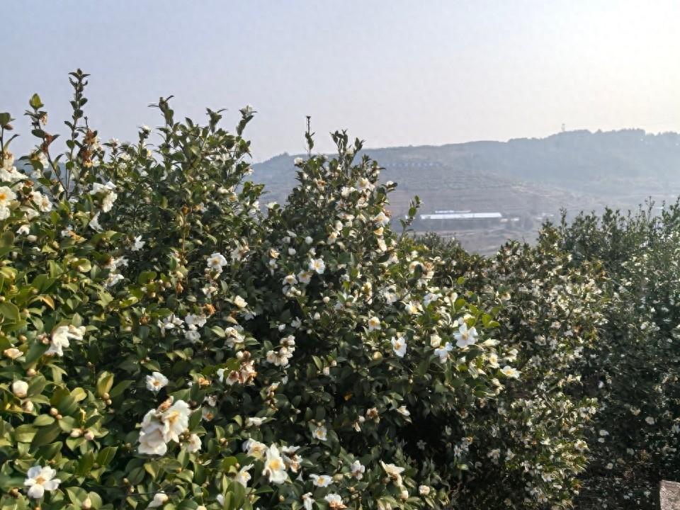 贵州玉屏：油茶花绽放，400 亩油茶基地亩产 1200 多斤，油茶产业成致富新引擎