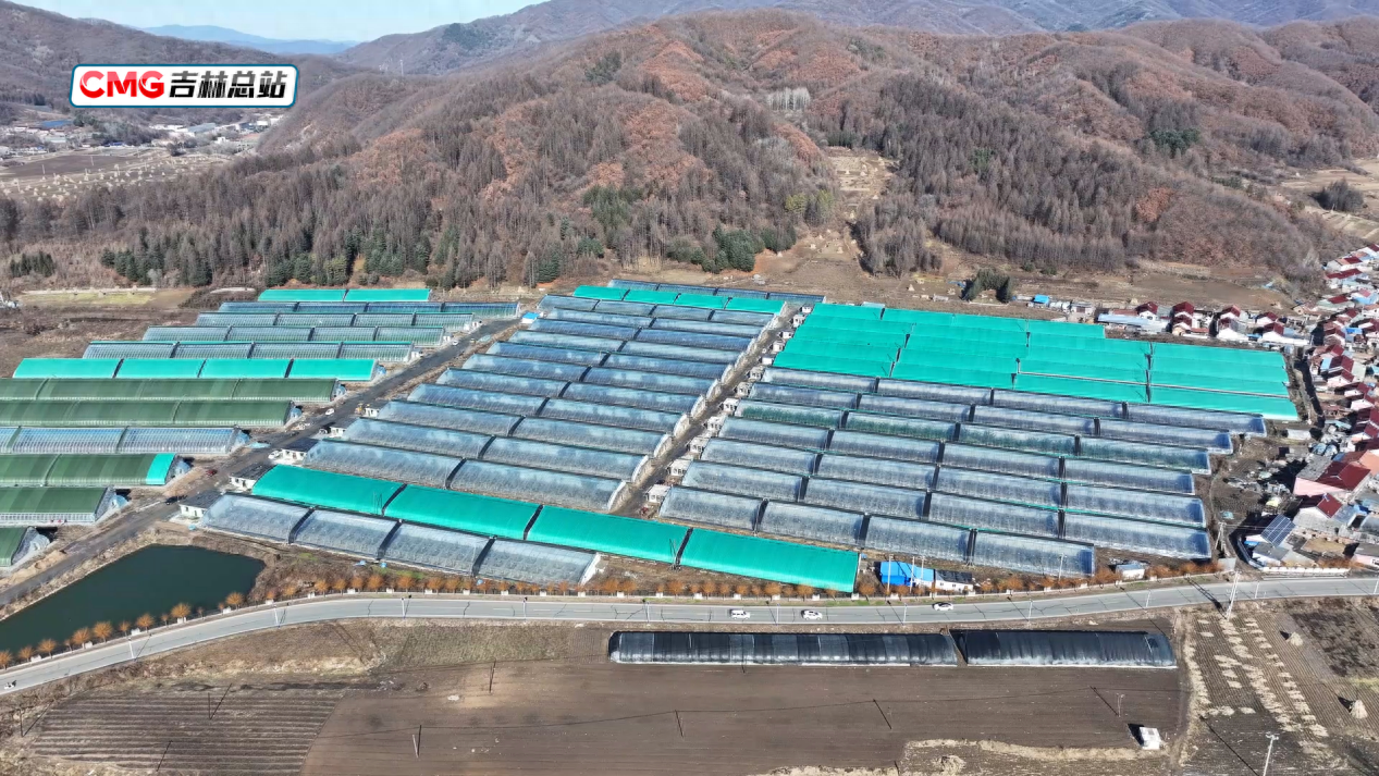 气温骤降超 10 度！通化万亩棚室果蔬面临冰冻危机，如何保障生产？