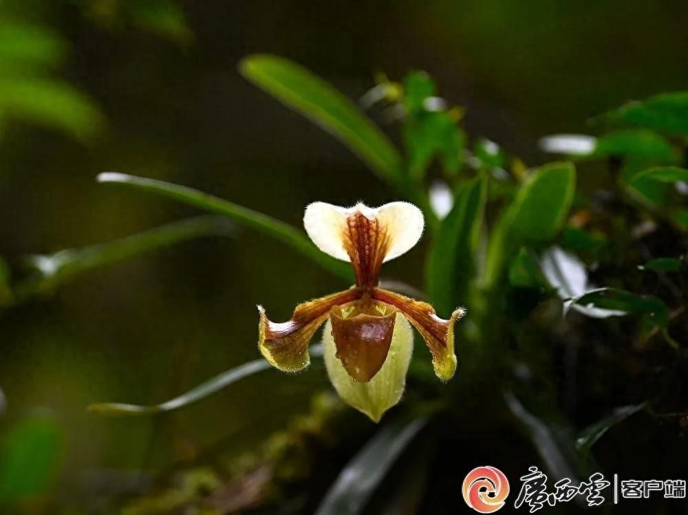 濒危物种紫毛兜兰种群再现，规模尚未恢复，它的未来会怎样？