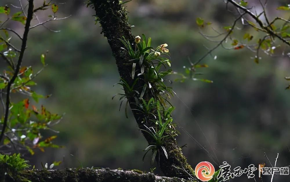 濒危物种紫毛兜兰种群再现，规模尚未恢复，它的未来会怎样？  第2张