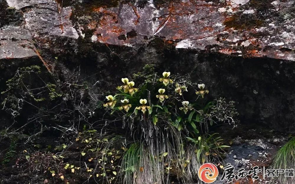 濒危物种紫毛兜兰种群再现，规模尚未恢复，它的未来会怎样？  第3张