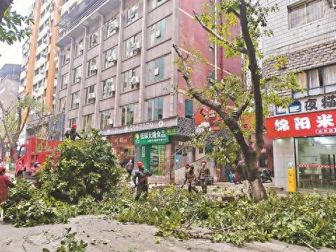 20米高树多年未修剪，达城二马路惊现‘换发型’大行动，市民商家齐点赞  第1张