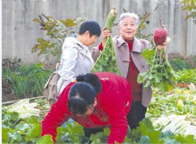 冬季敬老院里的丰收盛宴：老人们采摘忙，生活更精彩