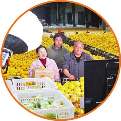 胡柚丰收季：常山邮政助力农户足不出户，胡柚畅销全国