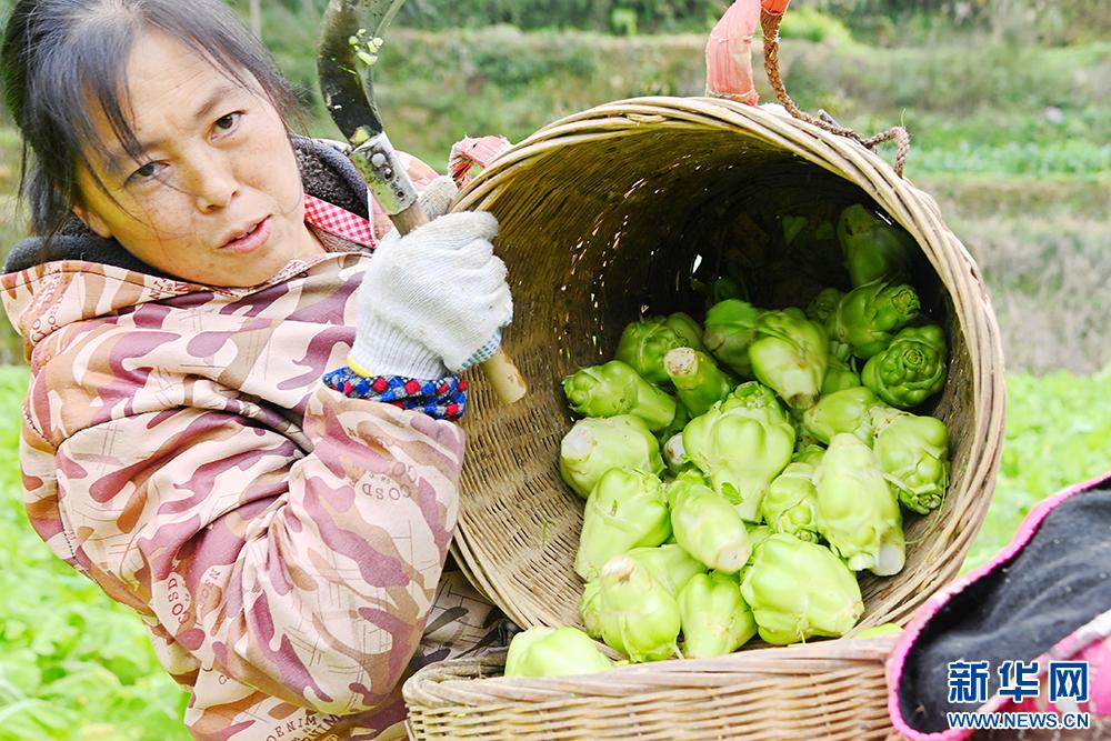 重庆酉阳青菜头变身致富金疙瘩，村民忙采收，特色产业助力增收  第3张