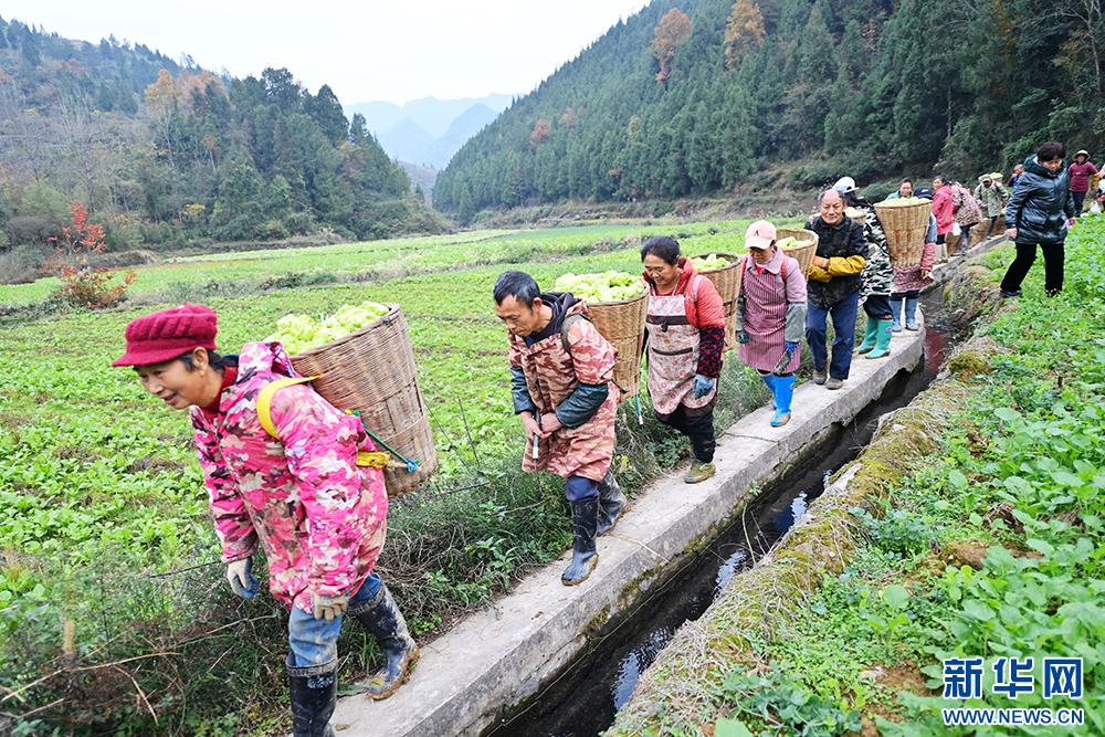重庆酉阳青菜头变身致富金疙瘩，村民忙采收，特色产业助力增收  第4张