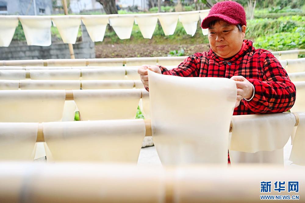 重庆酉阳青菜头变身致富金疙瘩，村民忙采收，特色产业助力增收  第6张