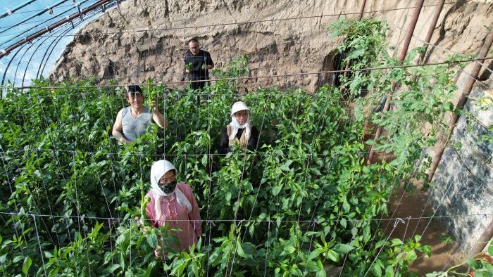揭秘民乐县大棚致富奇迹：冬闲变冬忙，辣椒丰收背后的秘密  第4张
