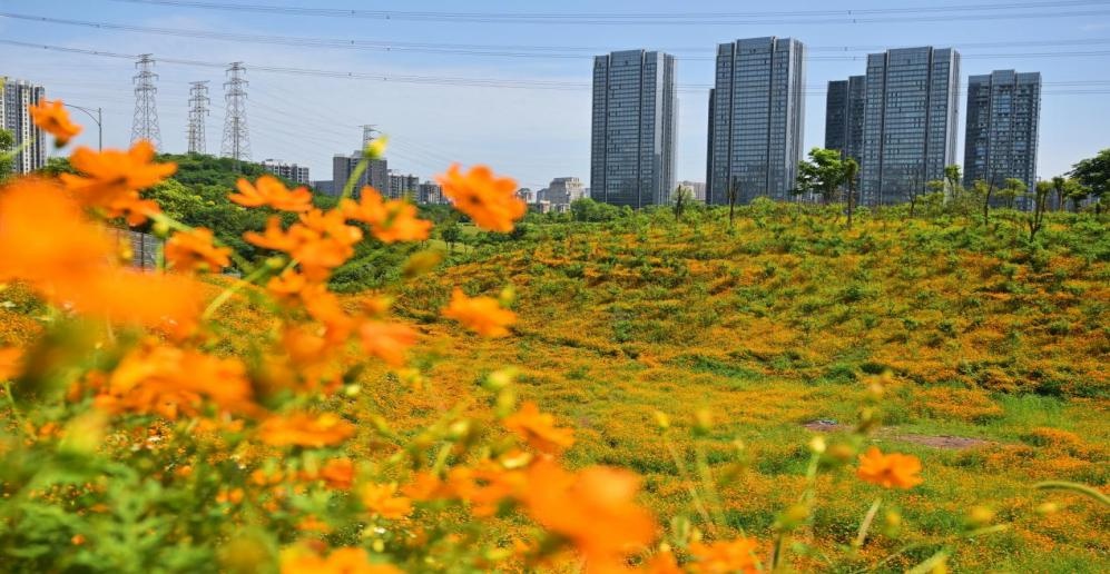 重庆荒坡大变身：15000㎡荒地如何成为居民家门口的公园？  第2张