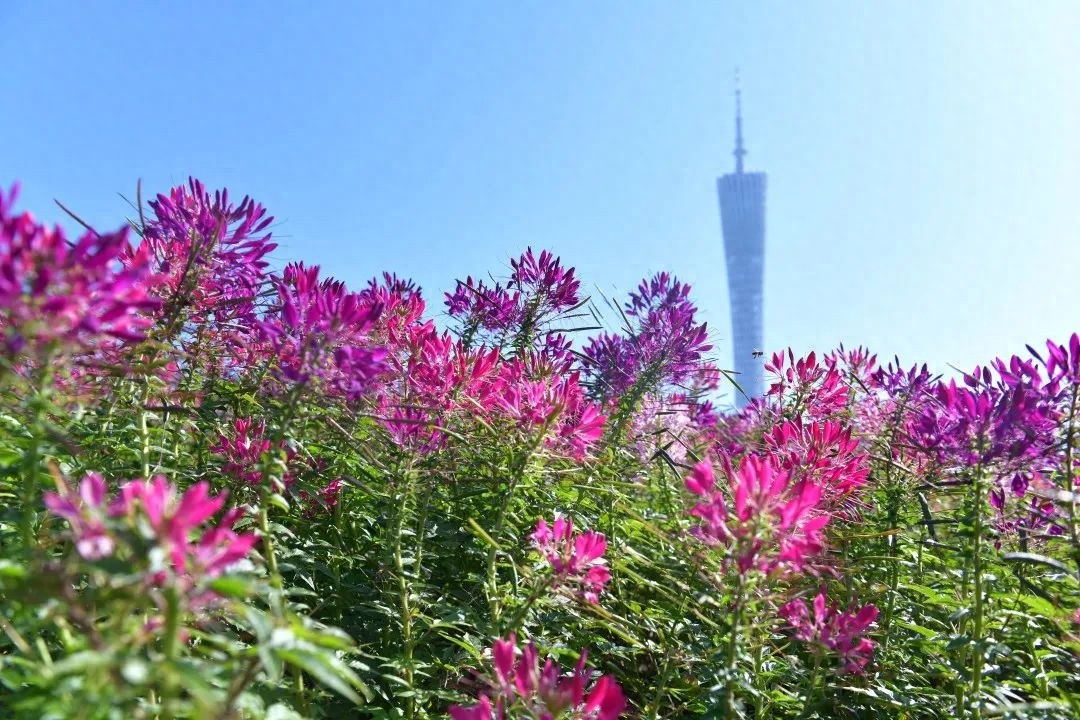 广州即将迎来新一轮降温！冷空气来袭，你准备好了吗？