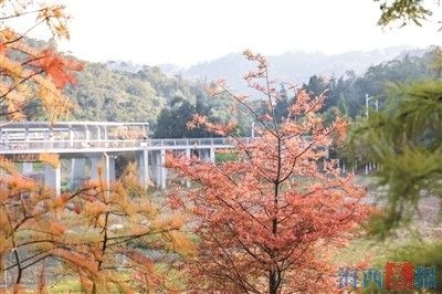 东山水库的落羽杉悄悄换装，惊艳了整个鹭岛的冬天