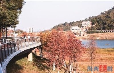 东山水库的落羽杉悄悄换装，惊艳了整个鹭岛的冬天  第3张