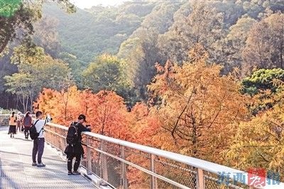 东山水库的落羽杉悄悄换装，惊艳了整个鹭岛的冬天  第4张