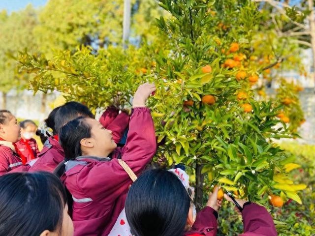 校园橘子采摘节：满树金黄宛如小灯笼，孩子们的欢乐笑声响彻冬日  第1张