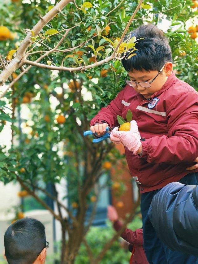 校园橘子采摘节：满树金黄宛如小灯笼，孩子们的欢乐笑声响彻冬日  第2张