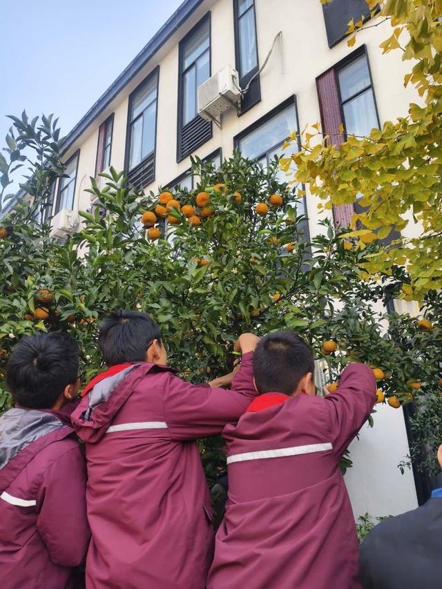 校园橘子采摘节：满树金黄宛如小灯笼，孩子们的欢乐笑声响彻冬日  第3张