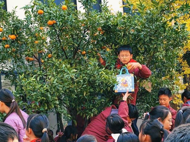 校园橘子采摘节：满树金黄宛如小灯笼，孩子们的欢乐笑声响彻冬日  第4张