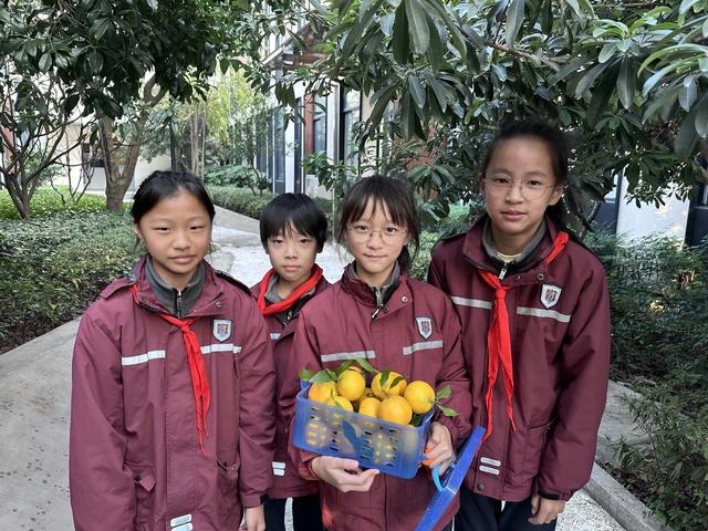 校园橘子采摘节：满树金黄宛如小灯笼，孩子们的欢乐笑声响彻冬日  第5张