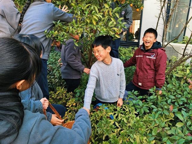 校园橘子采摘节：满树金黄宛如小灯笼，孩子们的欢乐笑声响彻冬日  第6张