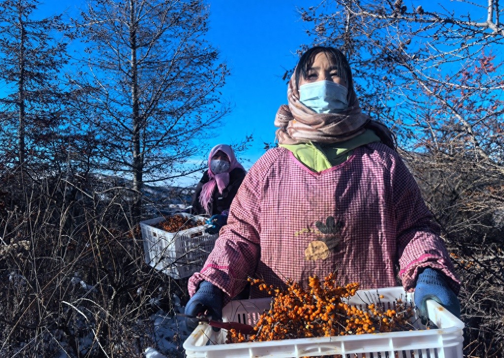 隆冬六盘山：沙棘果与白雪交相辉映，揭秘2亿年古老植物的生态奇迹  第1张