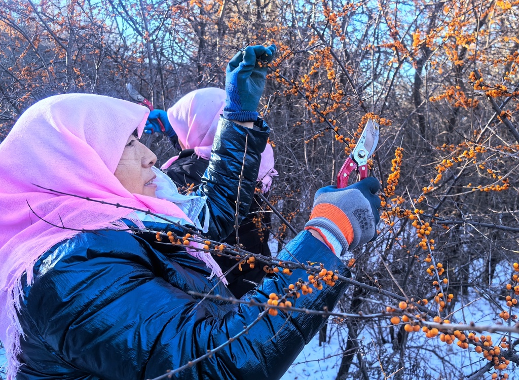 隆冬六盘山：沙棘果与白雪交相辉映，揭秘2亿年古老植物的生态奇迹  第2张