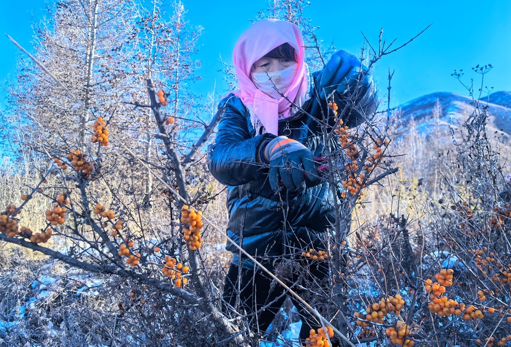 隆冬六盘山：沙棘果与白雪交相辉映，揭秘2亿年古老植物的生态奇迹  第3张