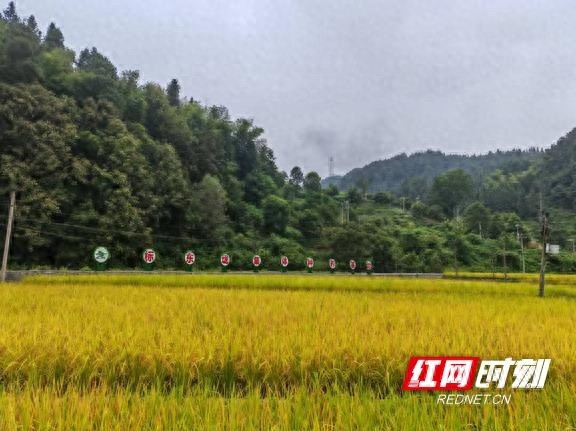 70亩富硒有机稻丰收，村集体收入28万！这个村的成功秘诀是什么？  第1张