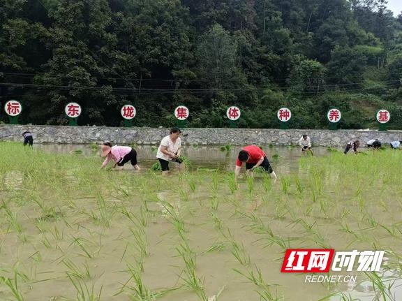 70亩富硒有机稻丰收，村集体收入28万！这个村的成功秘诀是什么？  第2张