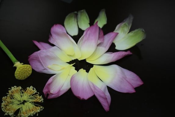 上海古猗园荷花新品种‘猗莲悠梦’竟获国际认证，花色每日变幻，美到窒息  第2张