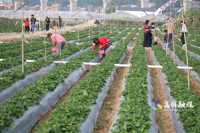 佛山市2024年菜篮子基地名单公布，高明区18个基地位列全市第二，快来看看有哪些惊喜  第2张