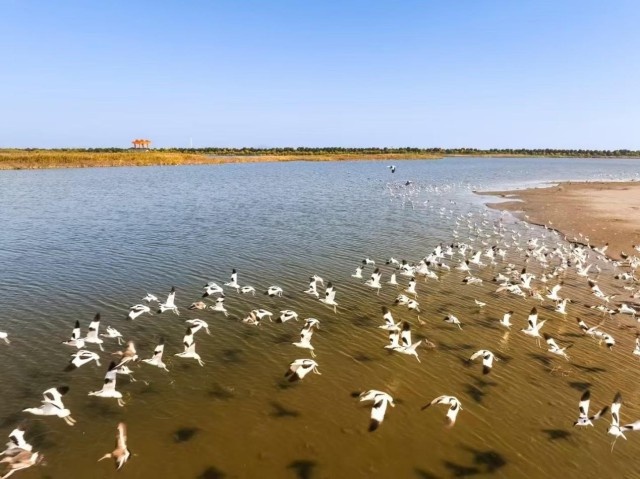 钱塘区蓝色海湾整治行动：5000万生态修复资金助力湿地公园，明年开工  第2张