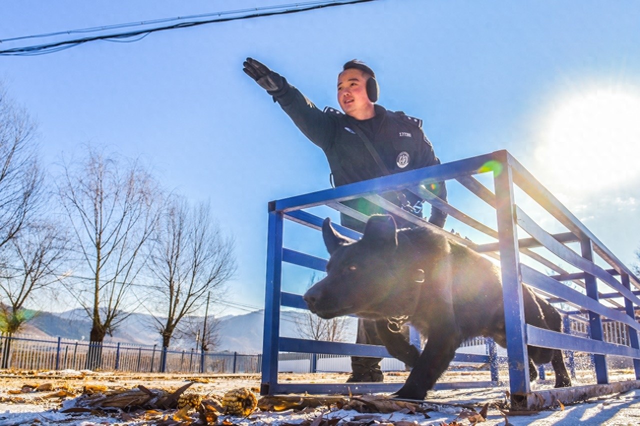 零下低温，警犬江米如何逆袭成为冰雪中的守护者？  第1张