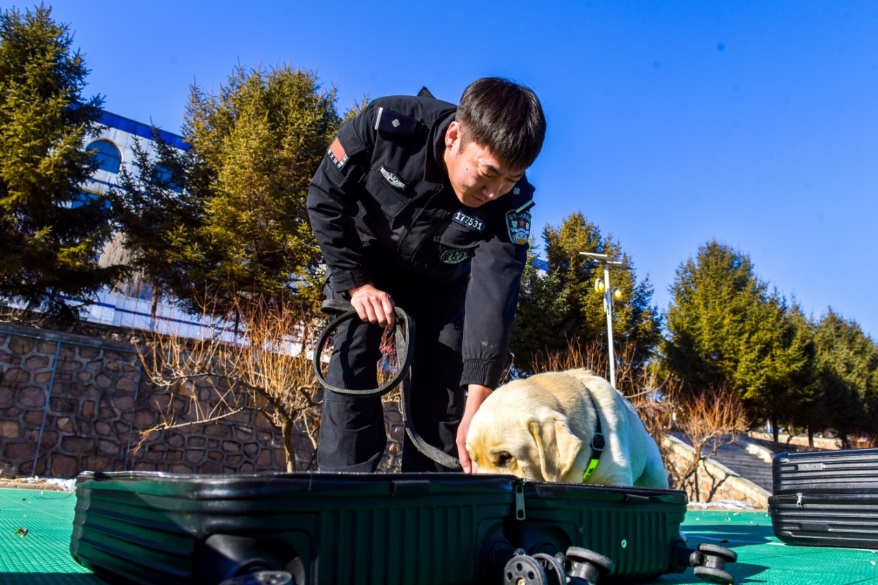 零下低温，警犬江米如何逆袭成为冰雪中的守护者？  第3张