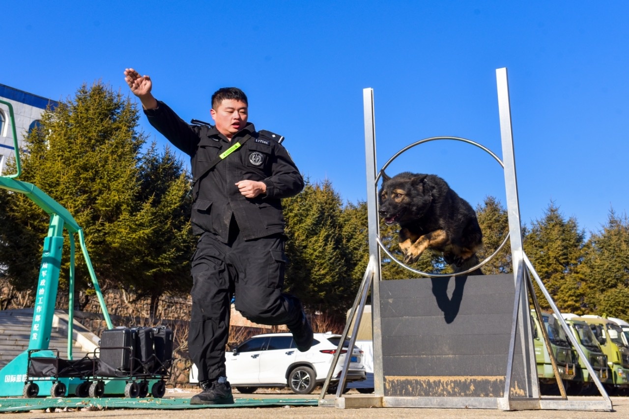 零下低温，警犬江米如何逆袭成为冰雪中的守护者？  第4张