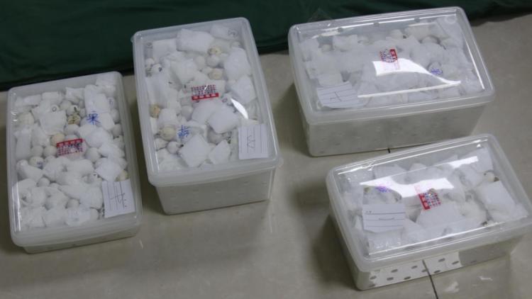 福州海警局查获998枚鹦鹉蛋，部分已破壳，珍贵品种引发关注  第2张