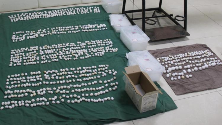 福州海警局查获998枚鹦鹉蛋，部分已破壳，珍贵品种引发关注  第3张