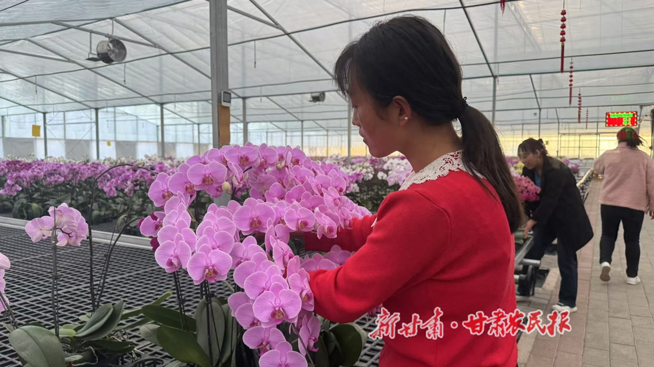 30万株蝴蝶兰竞相绽放，秦州区兰花产业园成新年花卉热点