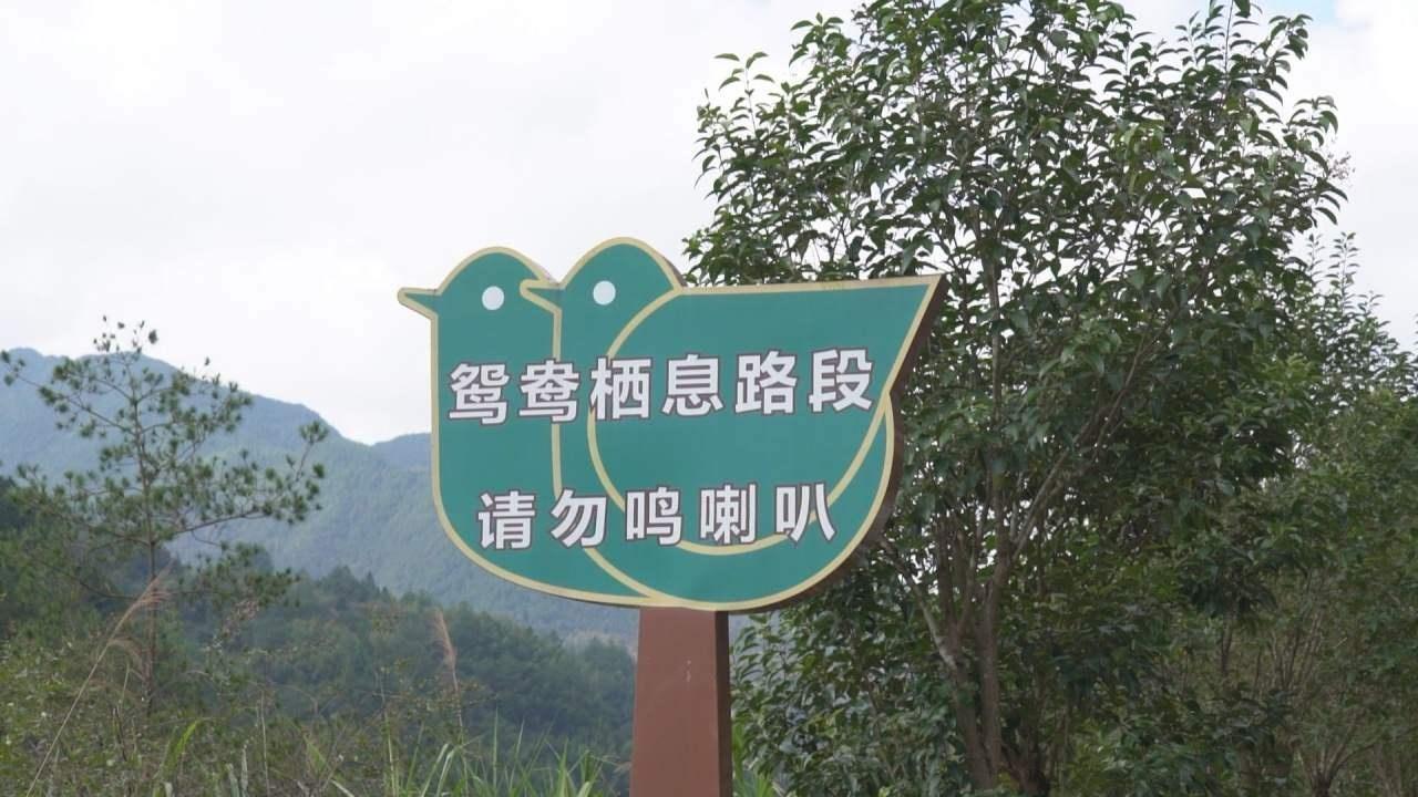 首批南下越冬鸳鸯抵达景宁，村民自发成立护卫队守护  第4张