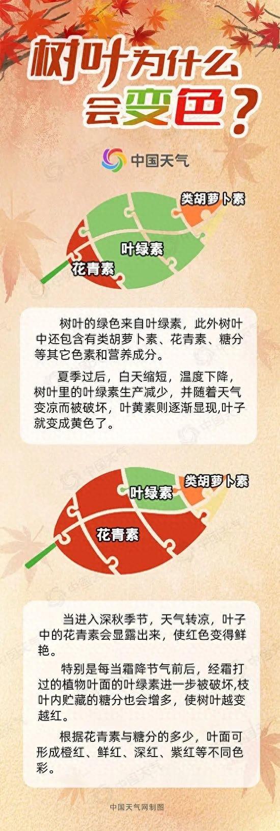 惊！秋叶变色竟与这些气象密码有关，你知道吗？